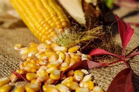  Quality Protein Maize: A Boon for Nigerian Agriculture! - Unveiling Nutritional Secrets Through Scientific Rigor